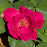 Dark Pink Rose