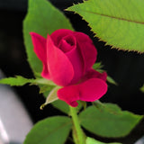 Dark Pink Rose