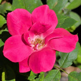 Dark Pink Rose - C&J Gardening Center