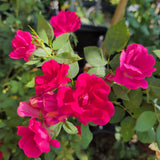 Dark Pink Rose - C&J Gardening Center
