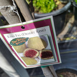 Desert King Fig - C&J Gardening Center