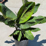 Double Mahoi Banana