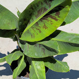 Double Mahoi Banana