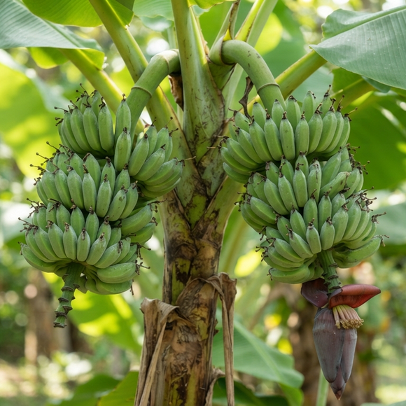 Banana Sumatrana x Cross | C&J Gardening Center