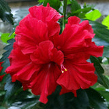 Double Red Shade Hibiscus