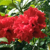 Red Shade Azalea Tree