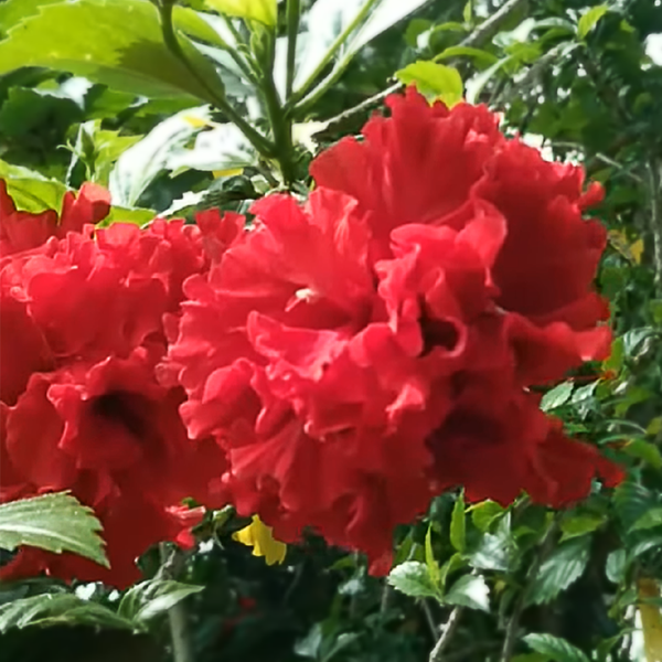 Double Red Hibiscus | C&J Gardening Center