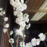 Double White Flowering Peach - C&J Gardening Center