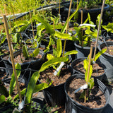 Golden Dragon Fruit - C&J Gardening Center