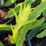 Golden Dragon Fruit - C&J Gardening Center