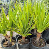 Dragon Tree - C&J Gardening Center