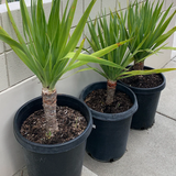 Dragon Tree - C&J Gardening Center