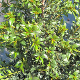 Dwarf Brush Cherry - CJ Gardening