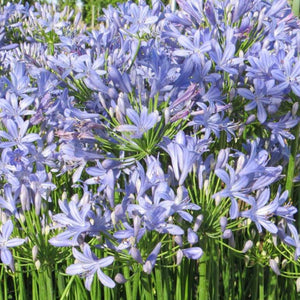 planting lily of the nile seeds Dwarf Blue Lily of the Nile