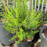 Dwarf Myrtle - C&J Gardening Center