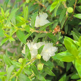 Dwarf Myrtle - C&J Gardening Center