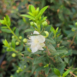 Dwarf Myrtle - C&J Gardening Center