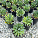 Blue Glow Agave - C&J Gardening Center