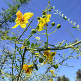 Desert Museum Palo Verde - C&J Gardening Center