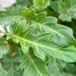 xanadu philodendron Xanadu Cut-Leaf Philodendron