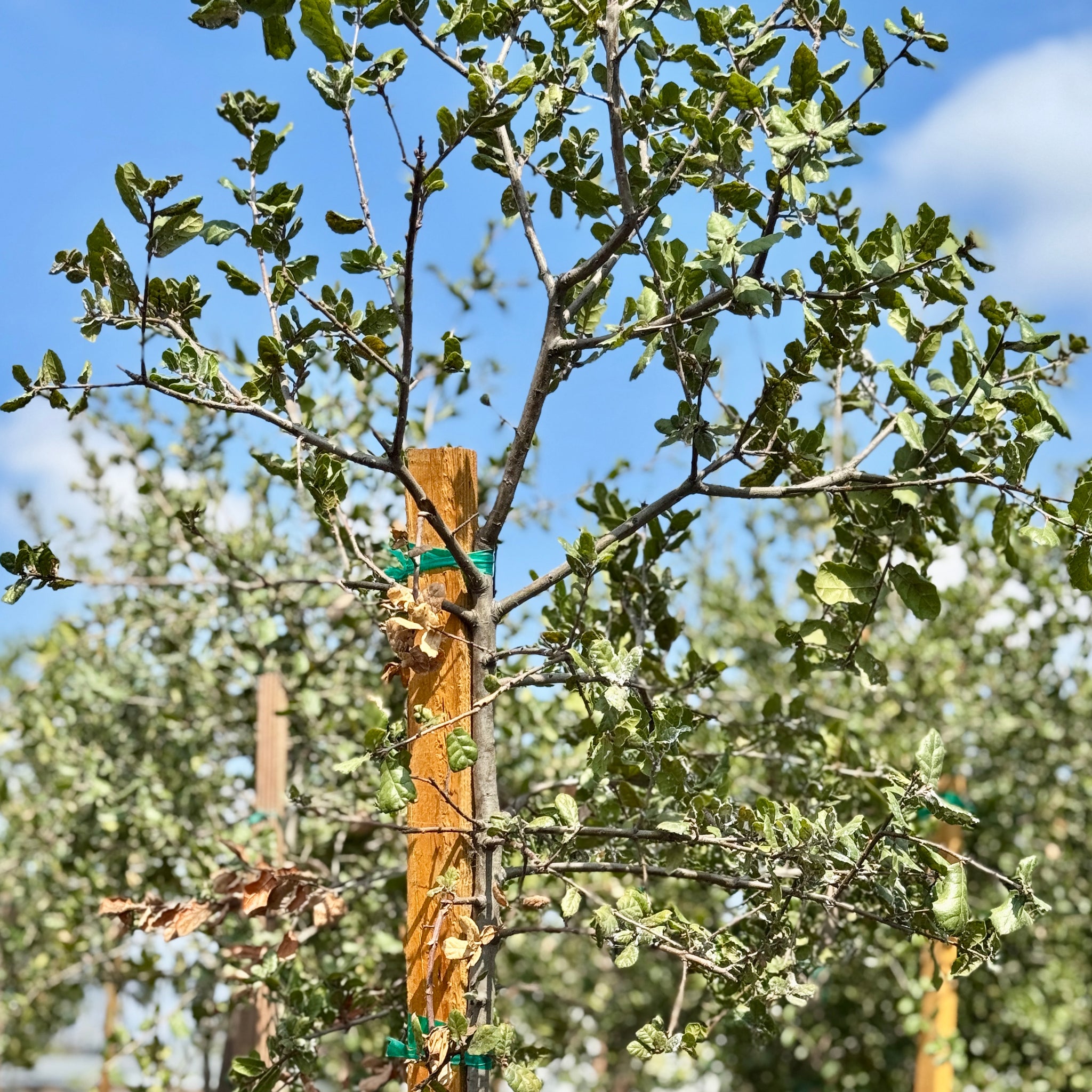Coast Live Oak | C&J Gardening Center