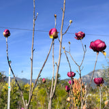 Black Tulip Magnolia