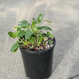 Red-flowered Buckwheat