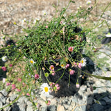 Santa Barbara Daisy - C&J Gardening Center