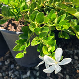 Tuttle Dwarf Natal Plum - C&J Gardening Center