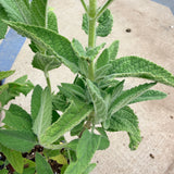 Fragrant Pitcher Sage - C&J Gardening Center