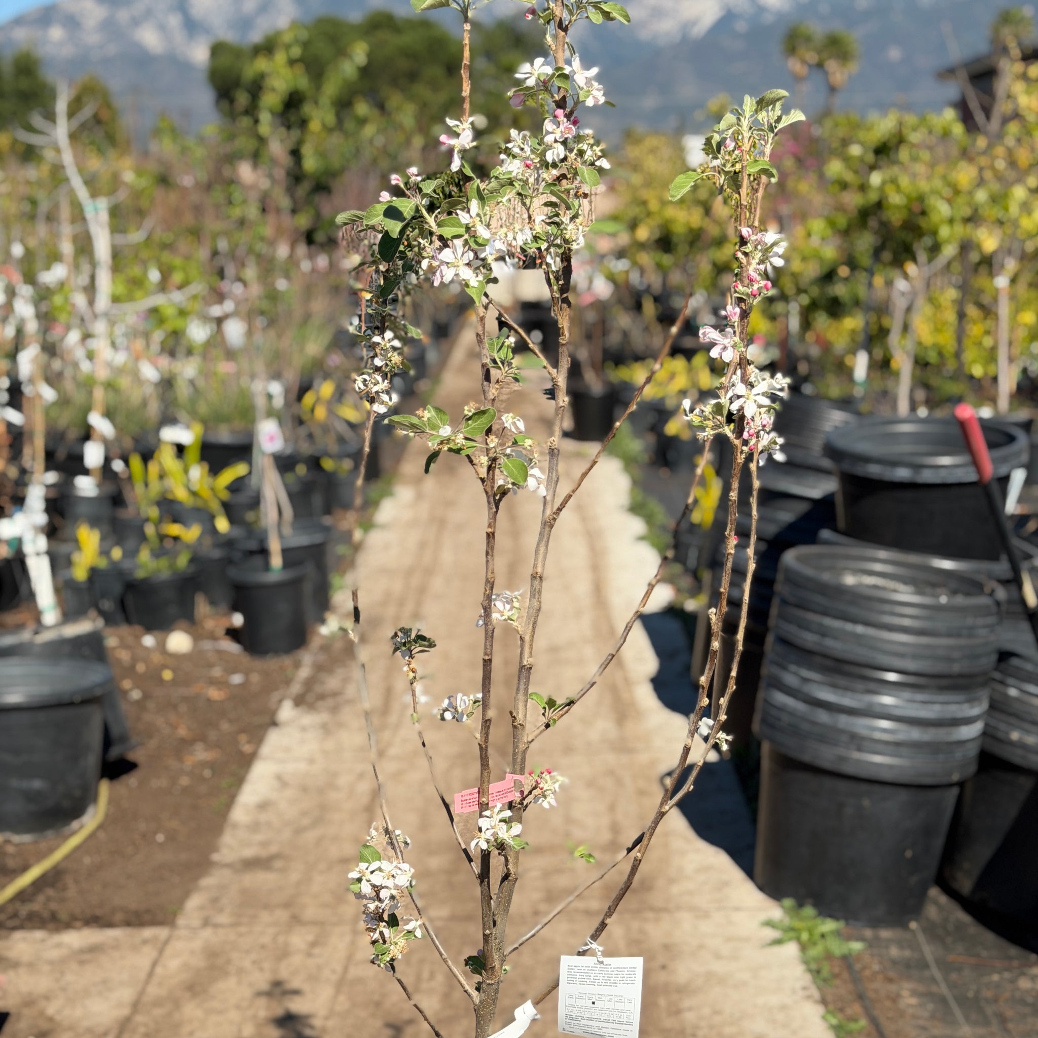 anna plant Anna Apple