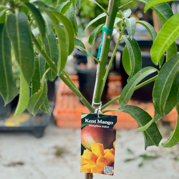 Kent Mango