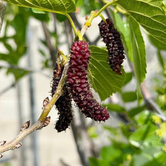 fertilizer for mulberry plants Pakistan Mulberry Tree Morus Macroura 15 Gallon 4-5 ft Live Fruit Tree Sweet Black Red Berries Hardy Deciduous