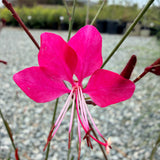 Siskiyou Pink Gaura - C&J Gardening Center