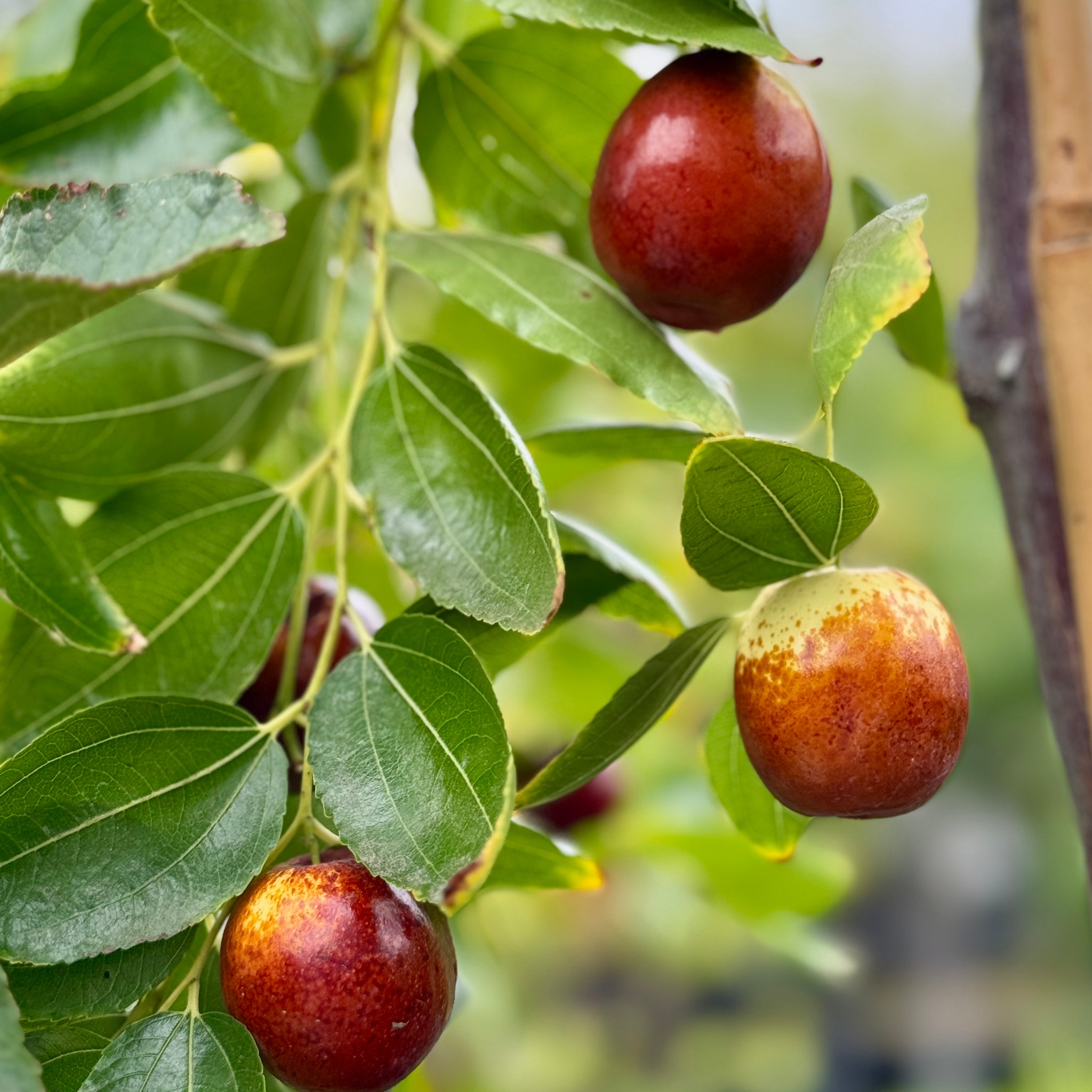 On Sale - Fruiting Plants | C&J Gardening Center