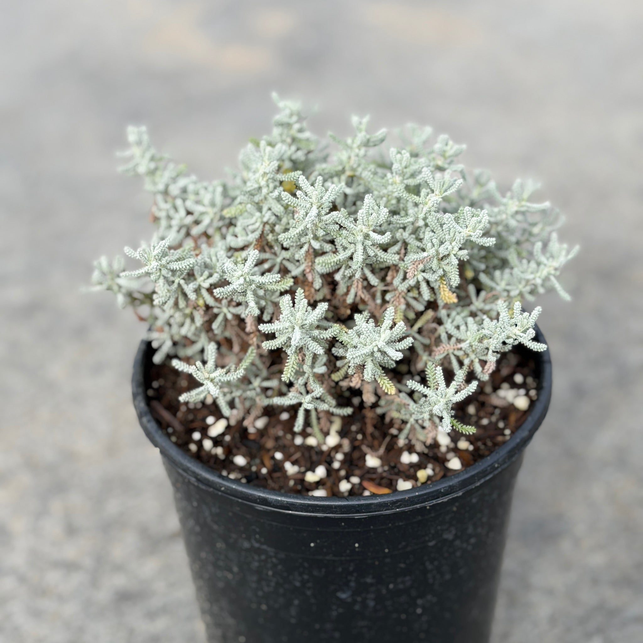 cotton lavender plants Lavender Cotton