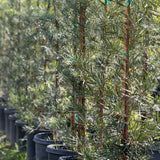 Yew Pine - Podocarpus macrophyllus