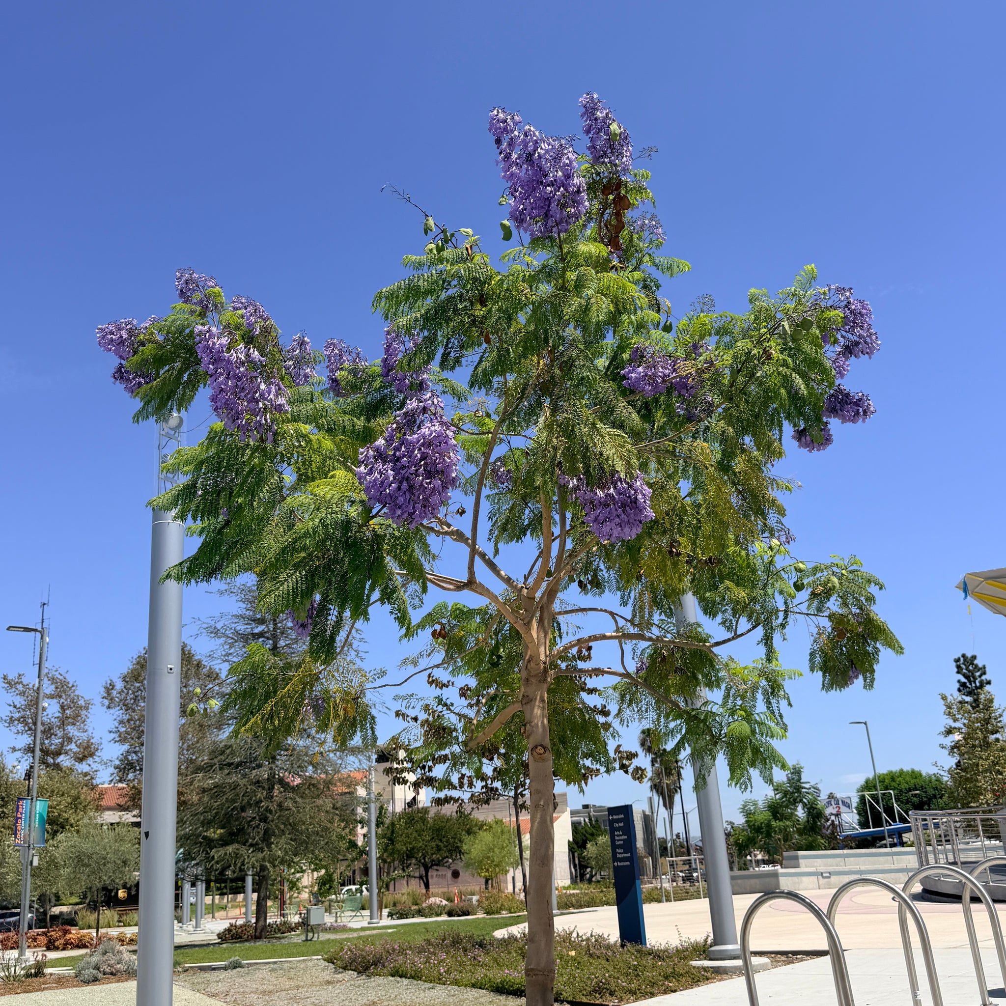Jacaranda | C&J Gardening Center