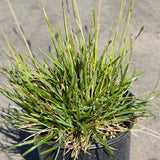 Greenlee Moor Grass - C&J Gardening Center