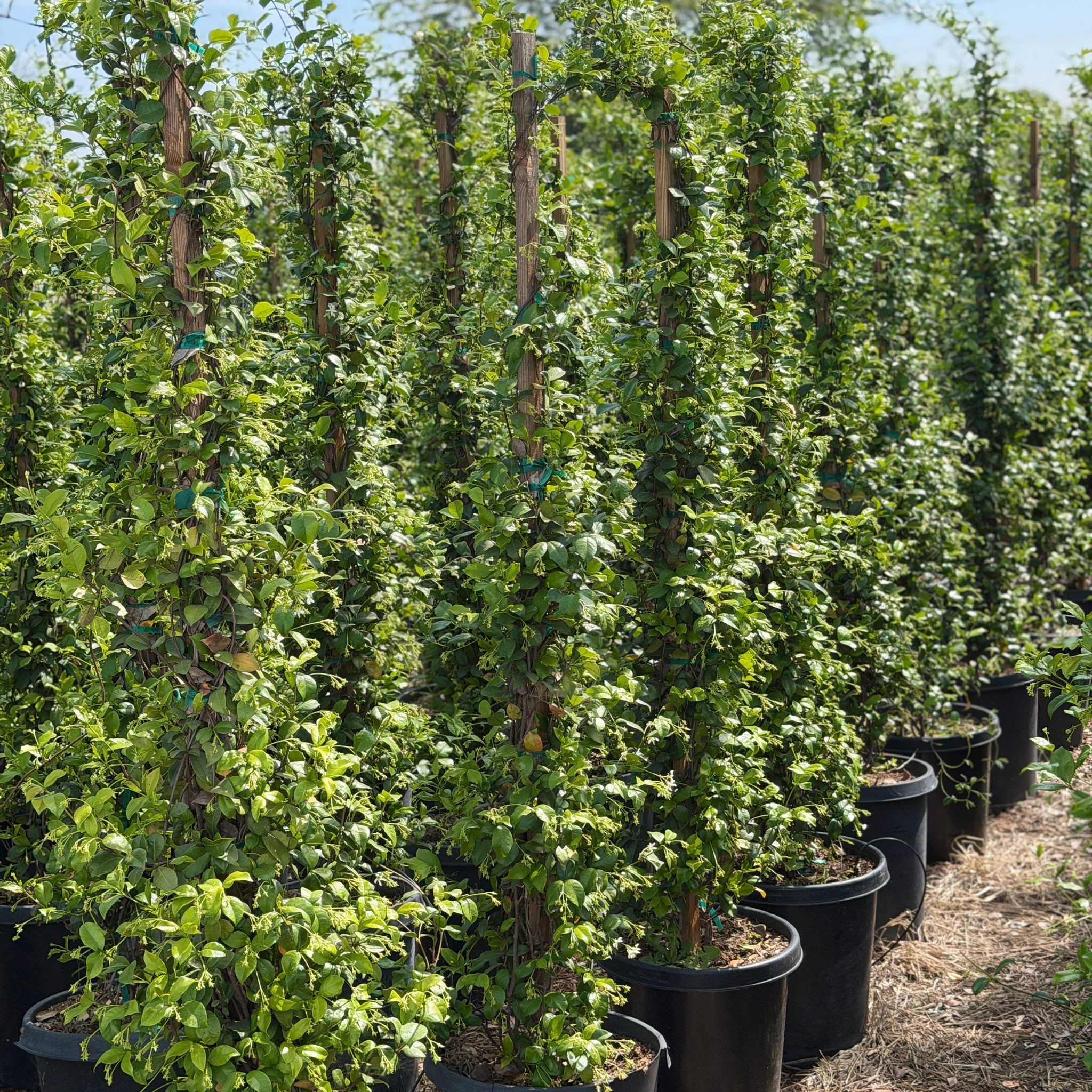 Star Jasmine Vine | C&J Gardening Center