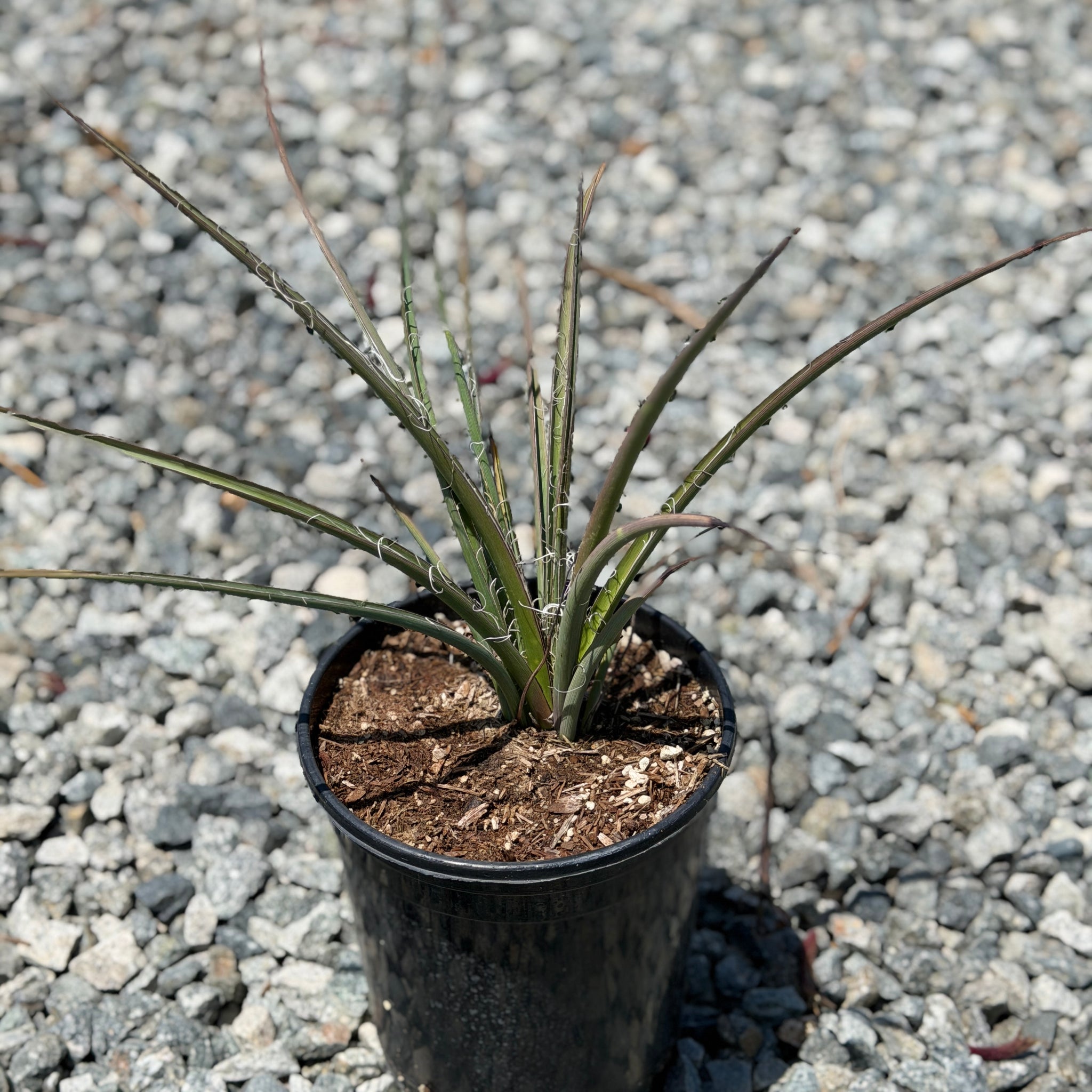 Red Yucca Desert