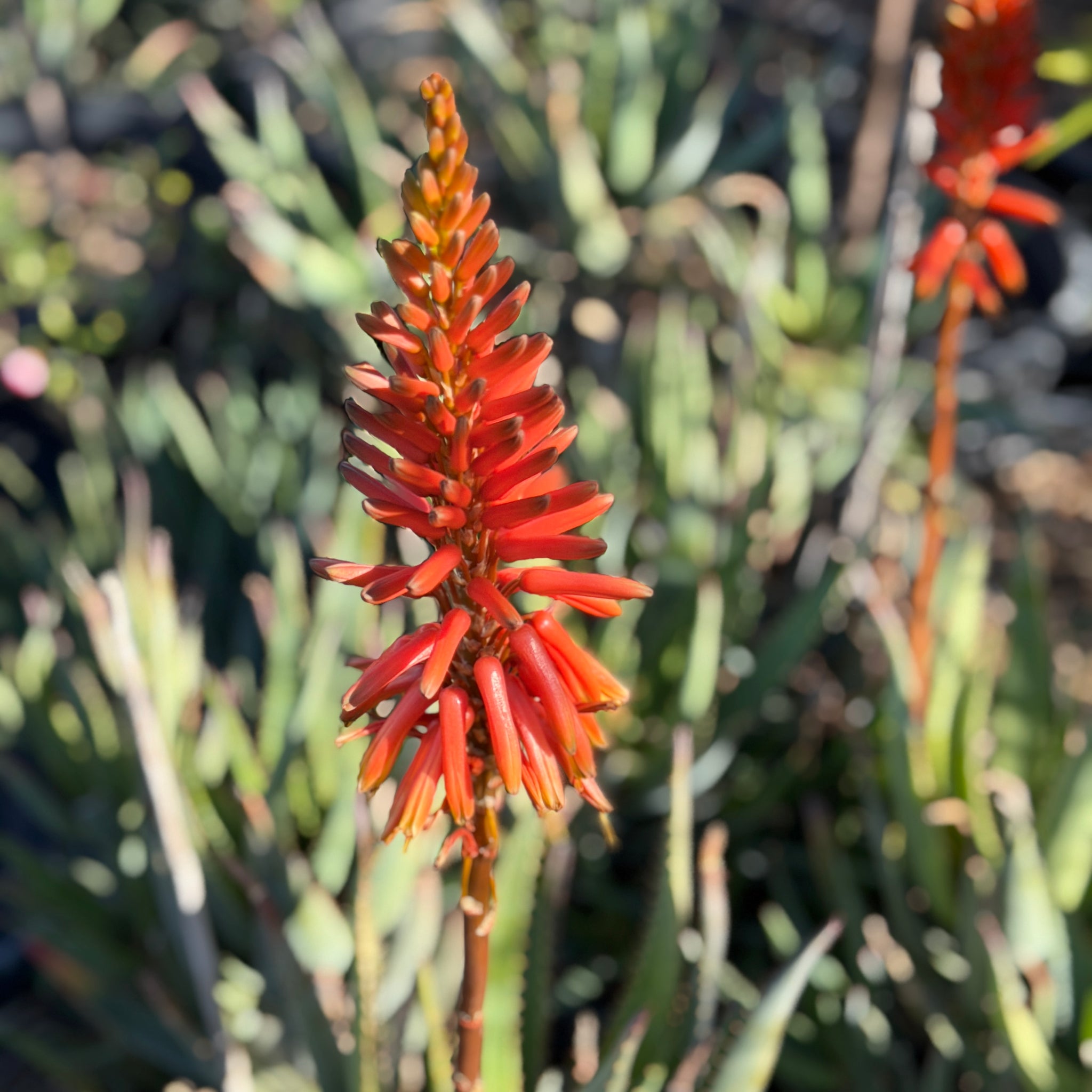 blue aloe vera plant Blue Elf Aloe Desert