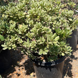 Variegated Mock Orange - C&J Gardening Center