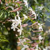 Pink Jasmine Vine