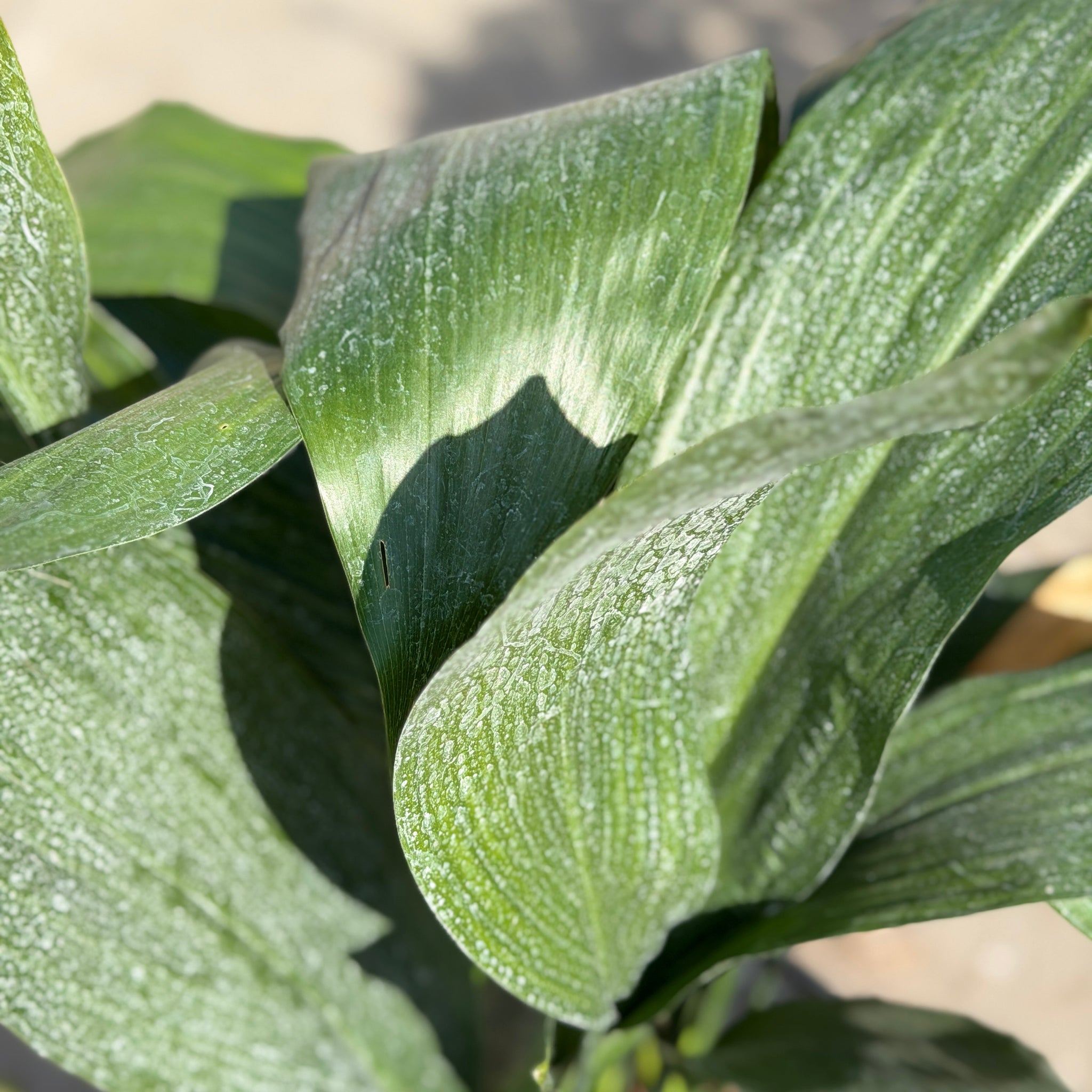 cast iron plant clean air Cast Iron Plant Hedge Shrub