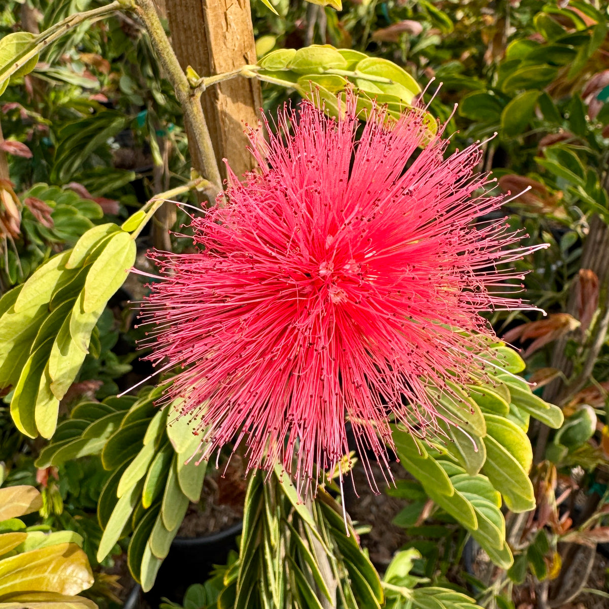 Poweder Puff Roses Pink Powder Puff | C&J Gardening Center