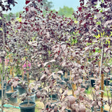Purple Leaf Flowering Plum