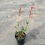 Firecracker Beardtongue
