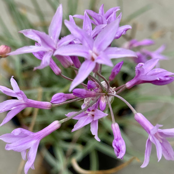 Variegated Society Garlic