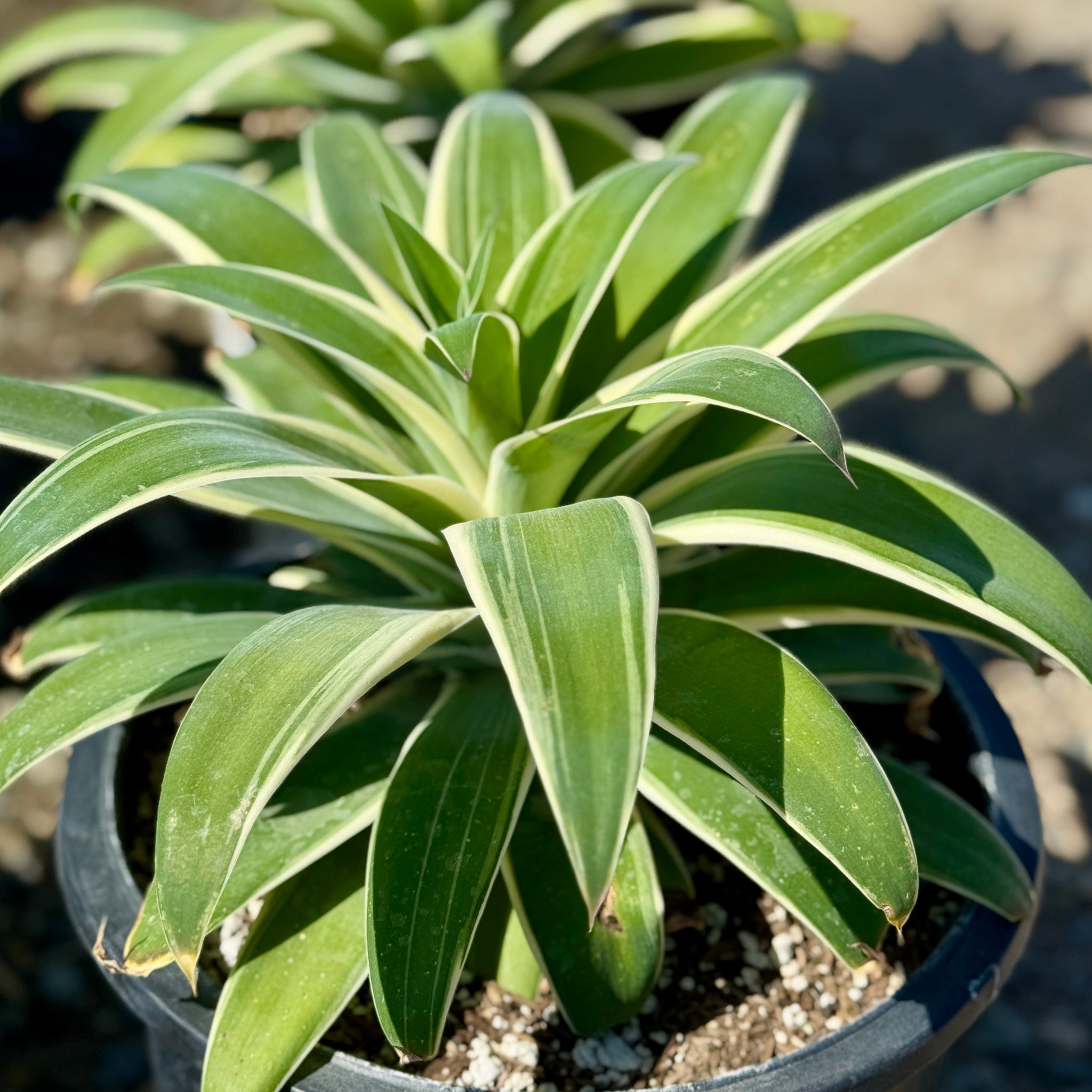 Variegated Foxtail Agave Desert